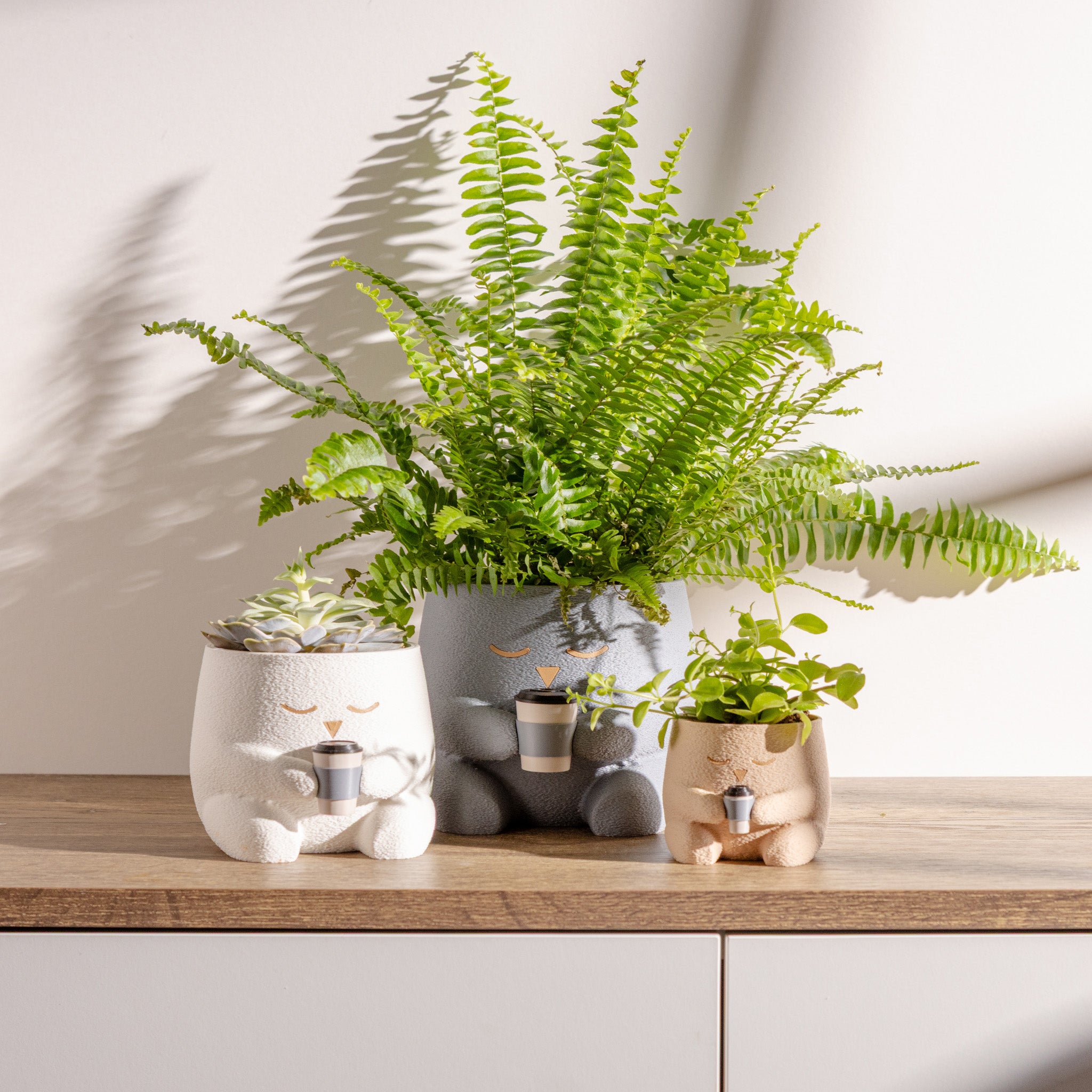 dimensiuni fuzzy planter mini standard large